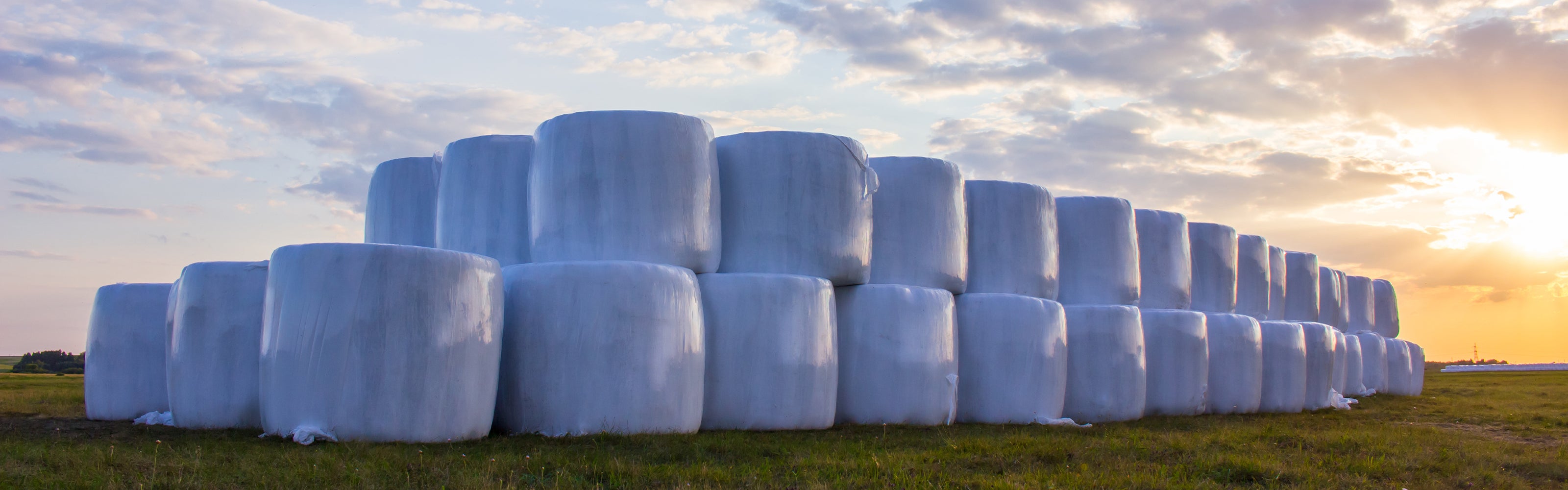 Viele weiße Silageballen auf einem mit einem schönen Sonnenuntergang im Hintergrund